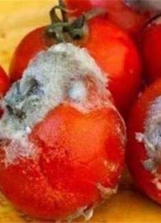 烂西红柿一个都别扔了，越烂越‘’值钱”，很多人都还不懂，实用