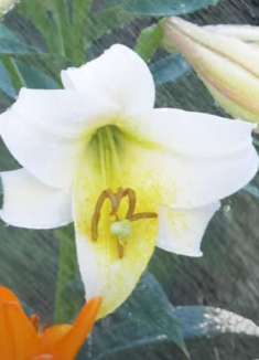 花与水，让人眼前一亮的美景