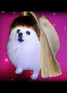 狗想要狗得到，Ariana Doggo版「7 Rings」已上线