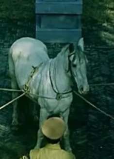 堪比《忠犬八公》的国产片,白马被日军俘获,宁死不屈绝食而亡