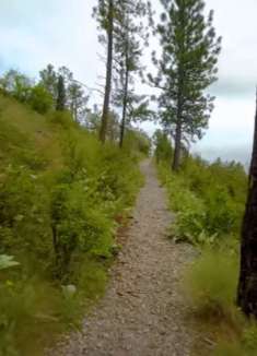 舒缓身心：漫步于美丽树林