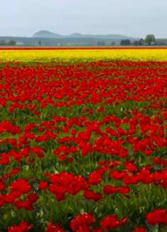 斯卡吉特谷：美丽郁金香节