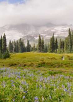 雷尼尔山：朦胧美丽，让人陶醉