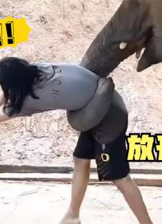 调皮小象被主人送去上学，象妈瞬间暴怒，将主人用鼻子卷起