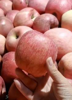 爱吃苹果的注意了，这2个时间最好别吃，可惜我也才知晓，记心上