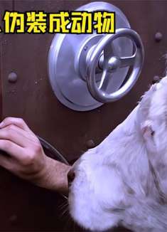 盘点六版人伪装成动物，你觉得哪个更逼真？奶牛抽根烟不过分吧