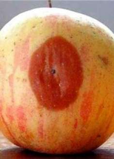 烂掉的苹果别扔了，越烂越“值钱”，多数人不懂有啥用，涨见识了