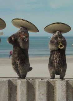 再度来袭！土拨鼠摇身一变成「夏天的偶像」