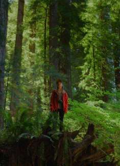 置身红杉林，感受扑面而来的宁静