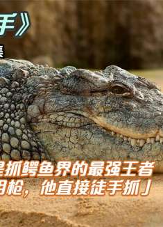 这个男人是抓鳄鱼界的最强王者，别人都是用枪，他直接徒手抓