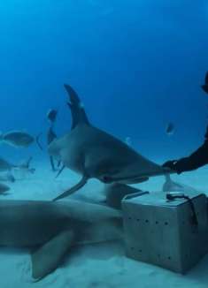 与鲨鱼共食：360 度感受深海奇幻生活