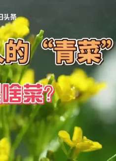 中国菜心看广东，广东菜心看连州！