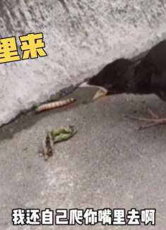 虫子，爱吃不吃