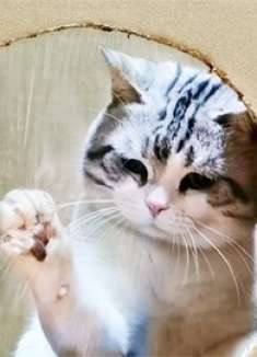 都说老鼠会打洞，没想到猫咪也会打洞，猫：打洞小意思