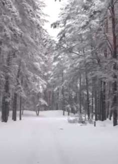 乌克兰冬季森林：感受非凡童话世界