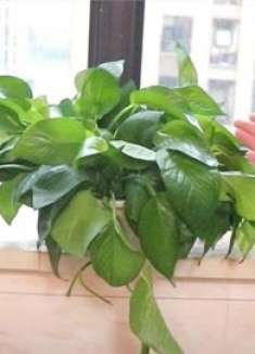 家里摆放绿萝，这4个位置记得避开！真不是迷信，看完回家快拿走