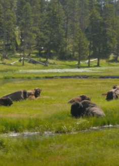 黄石野牛：感受自然的魅力