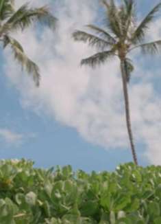 魅力无穷：阳光明媚的棕榈树