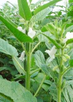 芝麻叶的神奇妙用，太厉害了！知道的人太少，快回家找找！