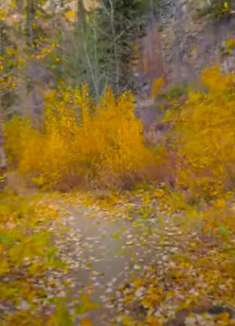 美丽华盛顿：不容错过的美景