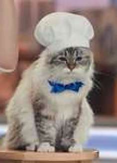 当猫猫会说话，居然可以拯救剩饭了！