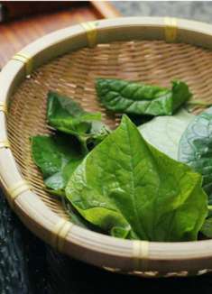 绝味美食:豆哥摘了点野菜,简单好吃又下饭