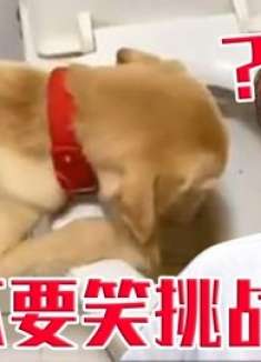 疯狂级不要笑挑战！你能坚持看完吗？