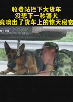 收费站拦下大货车，不料警犬意外嗅出了货车上的惊天秘密