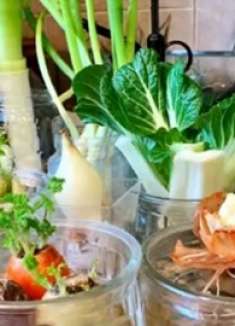 做饭剩下的菜根不要丢，放水里泡一泡太厉害了，一年能省好几百！