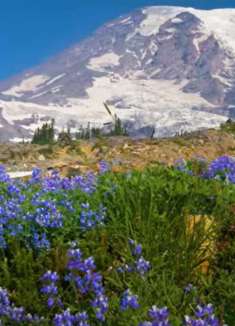 高山自然美景：让人难忘的前往西澳雷尼尔山野花