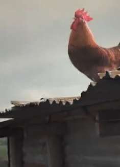 动物版死神来了，人类世界太可怕，放个屁都能把我蹦死