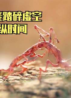 一只虫子能踏碎虚空，随意操纵折叠时间，让整个星球陷入无限循环