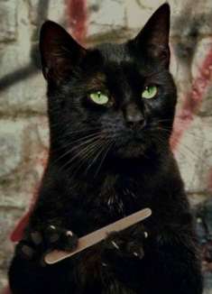 披着猫猫盔甲的人，也挺可爱的