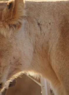 非洲冒险：感受让人粗狂的狮子