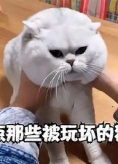 盘点那些被玩坏的猫咪，猫：我不是真的人，但你们是真的狗！