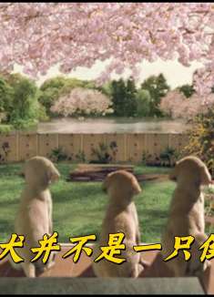 导盲犬并不是一只倒霉犬