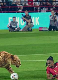 刺激！这是一届有「豹子」参与的世界杯