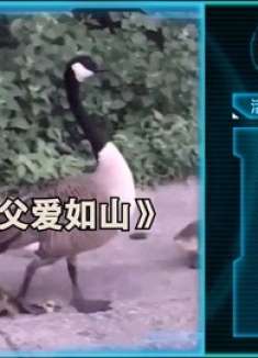 早期驯服野生猛兽的珍贵影像资料