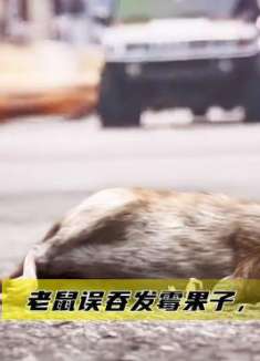 一只老鼠误吞发霉果子，身体发生诡异变化，最终毁灭了整个地球