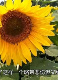 向日葵花盘煮水,作用真厉害,知道的人真不多