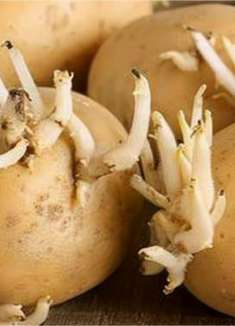 发芽土豆是个“宝”，能解决男女朋友烦恼事，懂的人不多，快找找