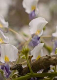 秋天树叶：让人心旷神怡的美景