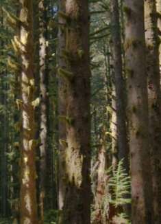 奥林匹克国家公园：感受不一样的非凡美景