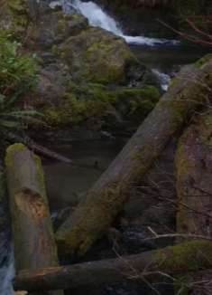 森林瀑布：潺潺流水，治愈人心