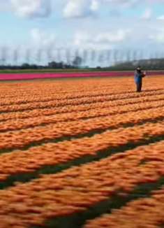 2021 年 6 月索尼广告：绽放