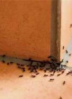 墙角撒一把它，不管家里蚂蚁再多，隔天立马全搬家，不信你也试试