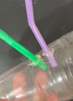 懒得浇花？多亏网友提醒，原来吸管插瓶子上这么实用