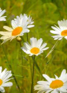 自然美景：让人陶醉的世外桃源