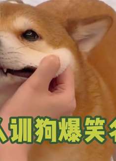 盘点女主人训狗爆笑名场面，给狗骂的无语了，开始怀疑狗生了都