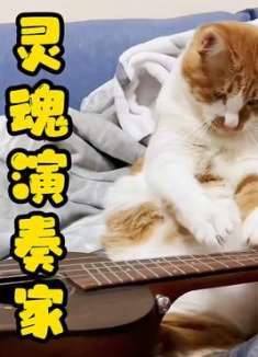 猫：我摊牌了，我是一位灵魂演奏家！